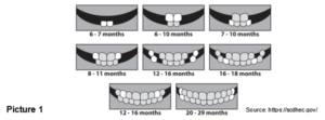 Bow River Dental Baby Teeth Growth Timeline