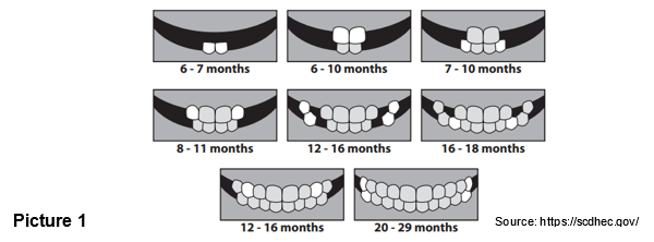 Bow River Dental Baby Teeth Growth Timeline